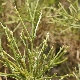 Genista acanthoclada subsp. acanthoclada