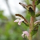 Acanthus mollis subsp. mollis