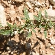 Amaranthus graecizans