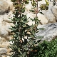 Helianthemum syriacum subsp. syriacum