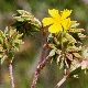 Helianthemum syriacum subsp. syriacum