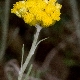 Helichrysum stoechas subsp. barrelieri