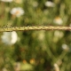 Hordeum bulbosum subsp. bulbosum