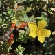 Hypericum aegypticum subsp. webbii