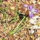 Iris unguicularis subsp. angustifolia