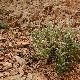 Jacobaea maritima subsp. bicolor
