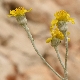Jacobaea maritima subsp. bicolor