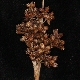 Juncus acutus subsp. acutus