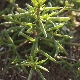 Kali macrophylla