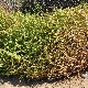 Salsola squarrosa subsp. squarrosa