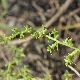 Kali macrophylla