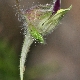 Kickxia elatine subsp. crinita
