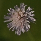Knautia integrifolia