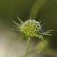 Knautia integrifolia