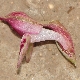 Anacamptis coriophora subsp. fragrans