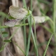 Lathyrus cicera