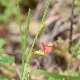 Lathyrus sphaericus