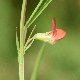 Lathyrus sphaericus
