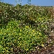 Limbarda crithmoides subsp. longifolia