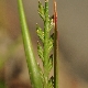 Catapodium marinum