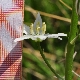 Loncomelos prasinantherus