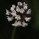 Lotus herbaceus subsp. herbaceus