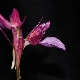Anacamptis papilionacea subsp. messenica