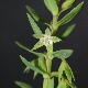 Lysimachia linum-stellatum