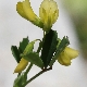 Melilotus graecus