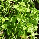 Melissa officinalis subsp. altissima