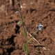 Myosotis ramosissima subsp. ramosissima