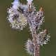 Myosotis ramosissima subsp. ramosissima