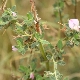 Ononis spinosa subsp. antiquorum