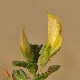 Ononis variegata