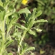 Ononis viscosa subsp. breviflora