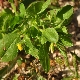 Ononis viscosa subsp. breviflora