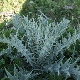 Onopordum illyricum subsp. cardunculus
