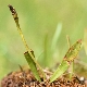 Ophioglossum lusitanicum