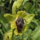 Ophrys hellenica