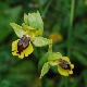 Ophrys hellenica