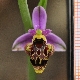Ophrys oestrifera agg.