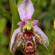 Ophrys oestrifera agg.