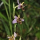 Ophrys oestrifera agg.
