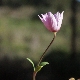 Anemone hortensis subsp. pavonina