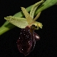 Ophrys herae