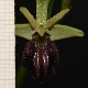 Ophrys herae