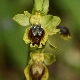 Ophrys penelopeae