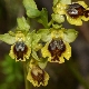 Ophrys lutea agg.