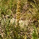 Orchis anthropophora
