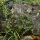 Ornithogalum collinum subsp. collinum